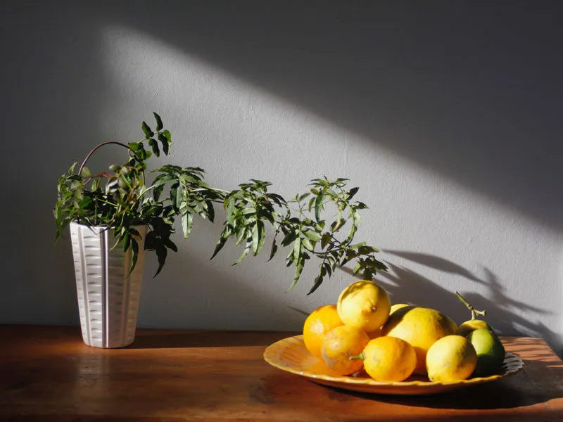 Fern Vase